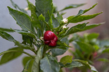 Cüce biberler veya mini kırmızı biberler, daha az asitli ve daha az acı oldukları için çok popüler olan bir tatlı biber türüdür. Aşçılık kullanımı için koşullar.