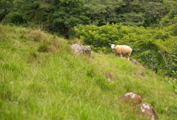 ウルグアイ原産の品種の羊で 羊毛や肉を生産する能力があります 印象的な軸受 開いた顔 黒い鼻孔と暗いひづめで それはブラジル南部の主な群れです — ストック写真