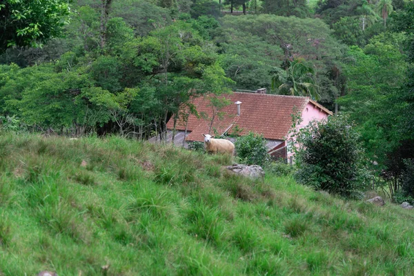 Ovelhas Uma Raça Originária Uruguai Com Capacidade Produzir Carne Com — Fotografia de Stock