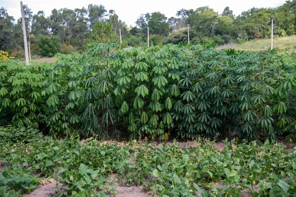 Mandioqueira Känd Som Mandioca Manioc Cassava Castelinha Uaipi Sweet Cassava — Stockfoto