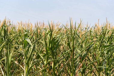 Tahıl doldurma aşamasında mahsuller. Mısır (Zea mays) dünyanın birçok yerinde yetişen iyi bilinen bir mısır gevreğidir. Mısır, besleyici nitelikleri nedeniyle yaygın olarak insan yiyeceği ya da hayvan yemi olarak kullanılır.