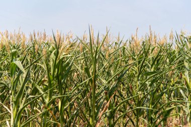 Tahıl doldurma aşamasında mahsuller. Mısır (Zea mays) dünyanın birçok yerinde yetişen iyi bilinen bir mısır gevreğidir. Mısır, besleyici nitelikleri nedeniyle yaygın olarak insan yiyeceği ya da hayvan yemi olarak kullanılır.