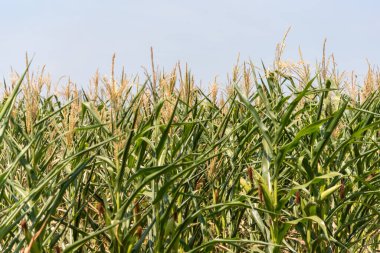 Tahıl doldurma aşamasında mahsuller. Mısır (Zea mays) dünyanın birçok yerinde yetişen iyi bilinen bir mısır gevreğidir. Mısır, besleyici nitelikleri nedeniyle yaygın olarak insan yiyeceği ya da hayvan yemi olarak kullanılır.