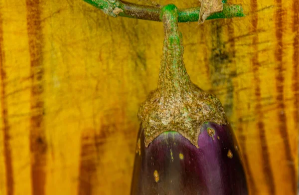 Frukt Växten Solanum Melongena Årlig Buske Solanaceae Ursprungligen Från Indien — Stockfoto