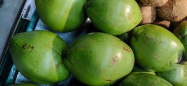 Taze hindistan cevizi meyveleri. Hindistan cevizi ağacı (Cocos nucifera), Arecaceae familyasının bir üyesidir. Hindistan cevizi ağaçları tropik bölgelere özellikle de tropikal kıyı şeridine yayılmıştır..