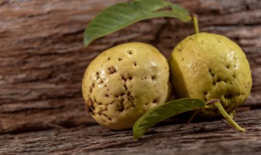 Beyaz guavalar. Guava, Myrtaceae familyasından Psidium guajava familyasından bir meyve türü. Genellikle meyve suyu üretiminde kullanılır.