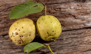 Beyaz guavalar. Guava, Myrtaceae familyasından Psidium guajava familyasından bir meyve türü. Genellikle meyve suyu üretiminde kullanılır.
