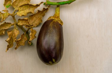 Solanum melongena bitkisinin meyvesi, aslen Hindistan 'dan gelen yıllık bir çalılık solanaceae, tropiklerde yetiştirilmesi kolay kabul edilir ve biberlerle aynı familyaya aittir..