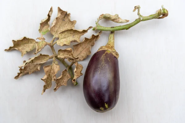 Frutto Della Pianta Solanum Melongena Arbusto Solanaceae Annuale Originario Dell — Foto Stock