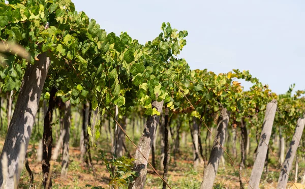 Güney Brezilya 'da üzüm bağları. Tırmanan bitkiler (asmalar). Hayvanat bahçesi. Parreiral, direkler, sütunlar vs. tarafından desteklenen, yatay olarak düzenlenmiş, bir ızgara üzerinde desteklenen bir sarmaşıktır..