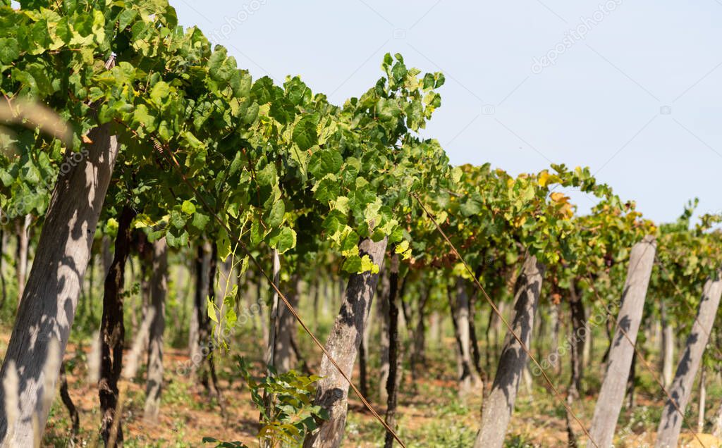 Grape vines in southern Brazil. Climbing plants (vines). Viticulture. Parreiral is a set of vines that is supported on a grid, arranged horizontally, supported by poles, pillars, etc.