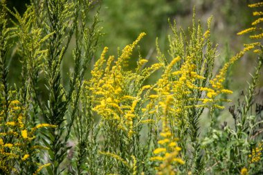 Solidago chilensis çalıları. Çok gösterişli istilacı bitkiler, otlaklar, boş araziler, yol kenarları ve ara sıra daimi mahsuller, meyve bahçeleri ve kahve tarlaları..