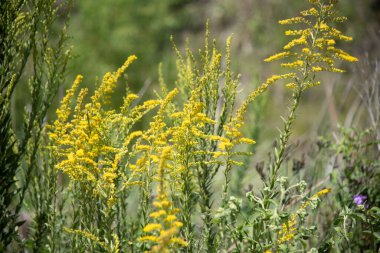 Solidago chilensis çalıları. Çok gösterişli istilacı bitkiler, otlaklar, boş araziler, yol kenarları ve ara sıra daimi mahsuller, meyve bahçeleri ve kahve tarlaları..