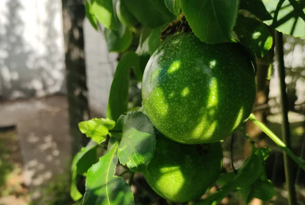 Pianta Frutti Passiflora Edulis Sims Noto Con Nome Frutto Della — Foto Stock