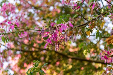 Korsiya spesiyal çiçekleri. 30 metre yüksekliğe ulaşan yaprak döken ağaç düz ve silindirik gövdeli, yeşilimsi gri, tabanına yakın kalınlaşan, 80 ila 120 cm çapında.