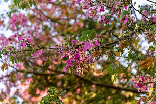 Chorisia Speciosa Květiny Listnatý Strom Výšce Rovným Válcovitým Kmenem Zelenavě — Stock fotografie