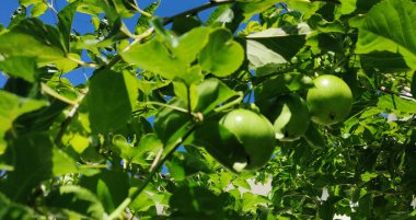 Passiflora Edulis Sims 'in bitki ve meyveleri. 