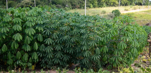 Mandioqueira, Mandioca, manioc, cassava, castelinha, uaipi, tatlı cassava olarak da bilinir, Manihot esculenta 'nın yaygın adıdır. Euphorbiaceae familyasından tüberküloz türleri.