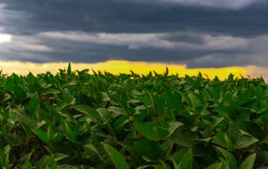 Brezilya 'da soya tarlası. Brezilya, sadece ABD 'den sonra dünyanın en büyük soya fasulyesi üreticisi. Yağmur bulutları. Hassas tarım. Mallar.
