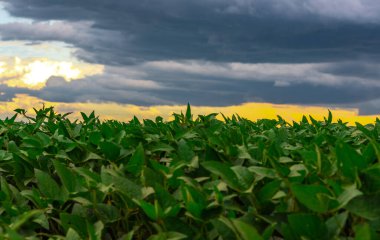 Brezilya 'da soya tarlası. Brezilya, sadece ABD 'den sonra dünyanın en büyük soya fasulyesi üreticisi. Yağmur bulutları. Hassas tarım. Mallar.