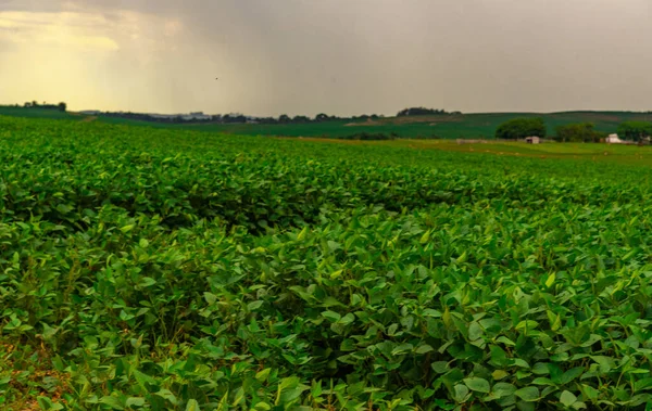 Plantação Soja Brasil Brasil Segundo Maior Produtor Mundial Soja Atrás — Fotografia de Stock