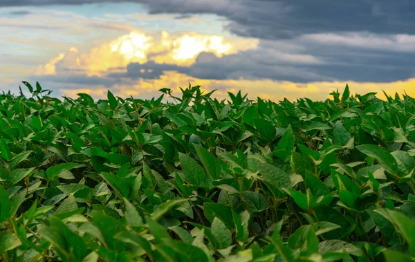 Brezilya 'da soya tarlası. Brezilya, sadece ABD 'den sonra dünyanın en büyük soya fasulyesi üreticisi. Yağmur bulutları. Hassas tarım. Mallar.