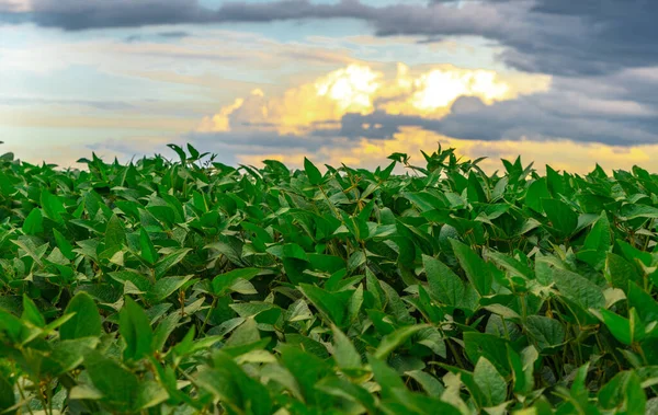 Brezilya 'da soya tarlası. Brezilya, sadece ABD 'den sonra dünyanın en büyük soya fasulyesi üreticisi. Yağmur bulutları. Hassas tarım. Mallar.