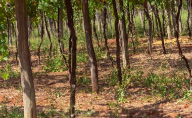 Üzüm hasadından sonra Brezilya 'da sarmaşıklar. Sarmaşıklar, vitis, asmalar, üzüm bağları (Latince Vitis, L.), vitaceae familyasının çalılık bitkileri cinsinin bir türüdür..