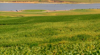 Soya tarlası ve sığır yetiştirme. Tatlı su barajı. Brezilya 'da tarım üretim arazisi. Çiftçi ve çiftlik hayvanları. Kırsal faaliyet yönetimi. Sulama ve drenaj.