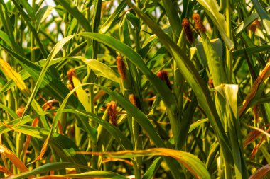 Mısır koçanı. Mısır kelimesi her iki kulağındaki tahıl miktarından dolayı genel Latin mlum kelimesinden gelir. İnsan besin ve beslenme üretiminde kullanılan tahıl gevreği. Bilimsel adı: Zea mays.