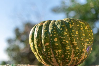 Yumuşak desenli balkabağı ve biraz tatlı aromalı Japon balkabağı, ayrıca kabocha olarak da bilinir. Meyveye karşılık foo.