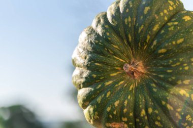 Yumuşak desenli balkabağı ve biraz tatlı aromalı Japon balkabağı, ayrıca kabocha olarak da bilinir. Meyveye karşılık foo.