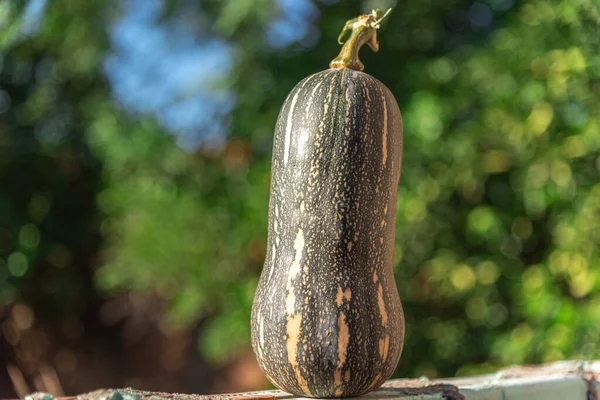 Halspumpan Doftande Pumpa Cucurbita Moschata Art Som Hör Hemma Mellersta — Stockfoto