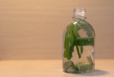 Aloe Vera 'nın aşısı. Aloe Vera, çeşitli hastalıkların tedavisinde ve ayrıca cilt ve saçların güzelliğinin korunmasında kullanılan tıbbi ve kozmetik özellikleriyle tanınan bir bitkidir..
