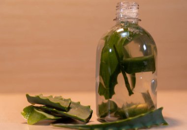 Aloe Vera 'nın aşısı. Aloe Vera, çeşitli hastalıkların tedavisinde ve ayrıca cilt ve saçların güzelliğinin korunmasında kullanılan tıbbi ve kozmetik özellikleriyle tanınan bir bitkidir..