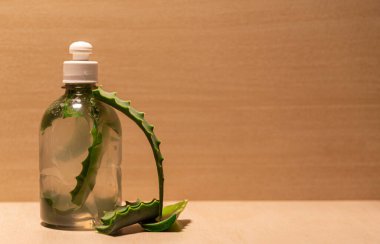 Aloe Vera 'nın aşısı. Aloe Vera, çeşitli hastalıkların tedavisinde ve ayrıca cilt ve saçların güzelliğinin korunmasında kullanılan tıbbi ve kozmetik özellikleriyle tanınan bir bitkidir..