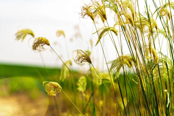 Invasive plant species. Botany. White grass, belonging to the Poaceae family, being native to the American continent. Perennial. Weed from summer crops.