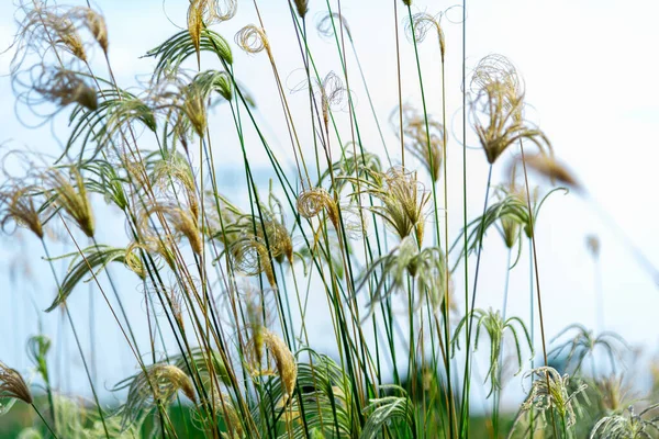 Invasive plant species. Botany. White grass, belonging to the Poaceae family, being native to the American continent. Perennial. Weed from summer crops.