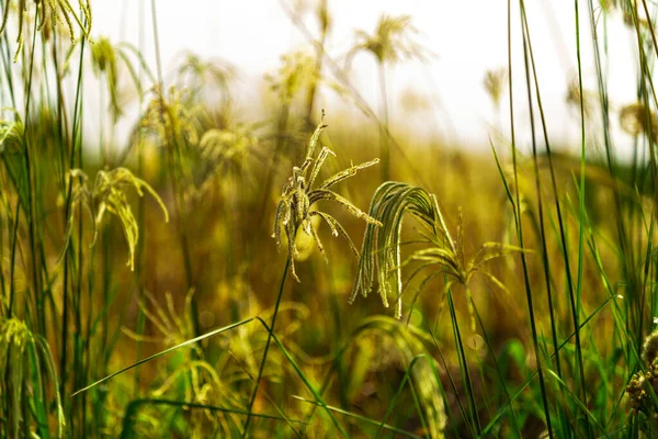 Invasive plant species. Botany. White grass, belonging to the Poaceae family, being native to the American continent. Perennial. Weed from summer crops.