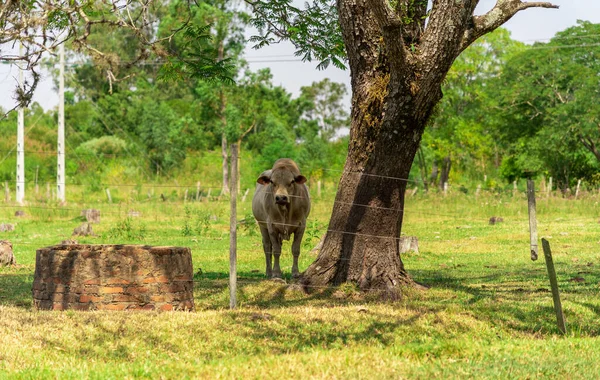 Taureau Nellore Race Bétail Originaire Inde Fourrure Blanche Fourrure Noire — Photo