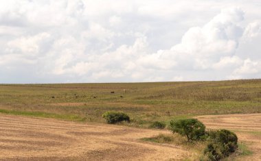 Güney Brezilya 'daki otlak alanları. Doğal alanlar, büyük çoğunluğu ot ve baklagiller olmak üzere yiyecek bulma yeteneğine sahip sayısız bitki türü tarafından oluşturulur.