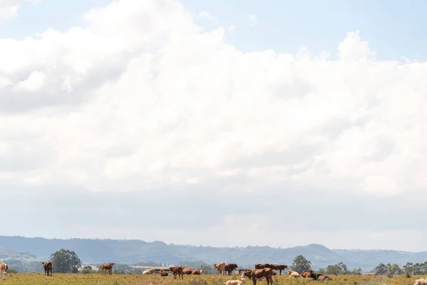 Campos Pastagem Sul Brasil Campos Nativos São Formados Por Inúmeras — Fotografia de Stock