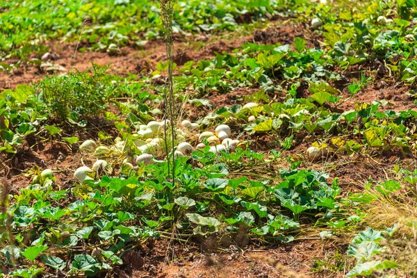 Plantation Lagenaria Siceraria Porongo Used Southern States Brazil Neighboring Countries — Stock Photo, Image