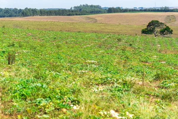 Plantation Lagenaria Siceraria Porongo Används Södra Delstaterna Brasilien Och Angränsande — Stockfoto