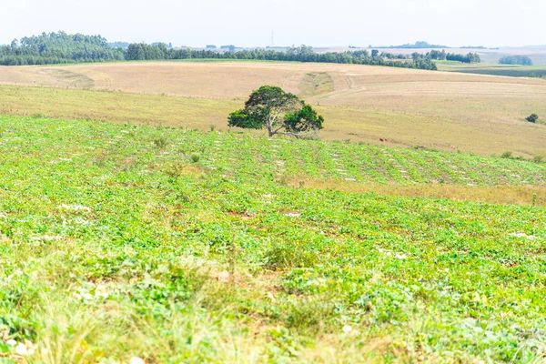 Plantation Lagenaria Siceraria Porongo Används Södra Delstaterna Brasilien Och Angränsande — Stockfoto