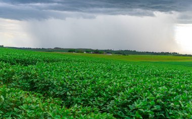 Soya fasulyesi tarlasına yağmur yağıyor. Soya (Glicine max), Fabaceae familyasına ait bir bitki türü. İnsan ve hayvan yiyeceklerinde (beslenmeye hazırlanırken) kullanılır. Malları ihraç et. Tarım.