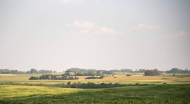 Kırsal alan. Tahıl oluşumunun son aşamasındaki soya tarlası. Hassas tarım. İhracat kültürü. Mallar. Tarım sektörü.