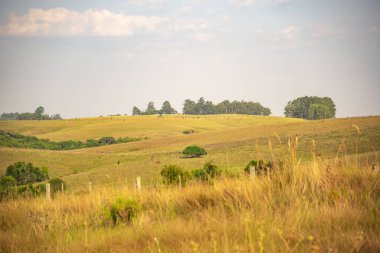 Kırsal alan. Campos do Sul do Brasil, Rio Grande do Sul 'dan Arjantin ve Uruguay sınırlarına kadar uzanan açık ve küçük bir bitki örtüsü olan 