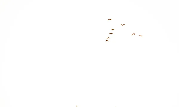 Silhueta Aves Migratórias Pássaros Voando Contra Céu Infinito Liberdade Asas — Fotografia de Stock