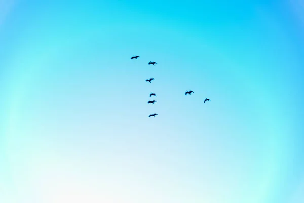Göçmen Kuşların Silueti Kuşlar Sonsuz Gökyüzüne Doğru Uçuyor Özgürlük Kanatlar — Stok fotoğraf